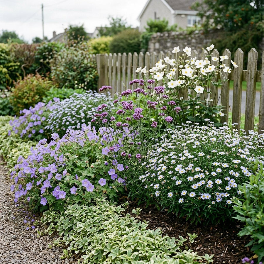 Illustration of the Naples border once established, planted with Geranium, Anemone hyb., Kalimeris incisa, Verbena bon. and Pachysandra term.