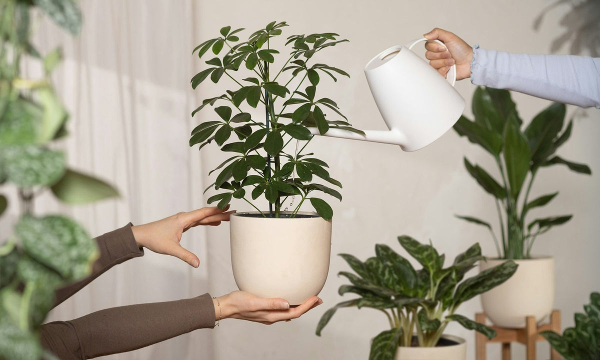 Two people holding and watering a potted umbrella tree in a bright, plant-filled room