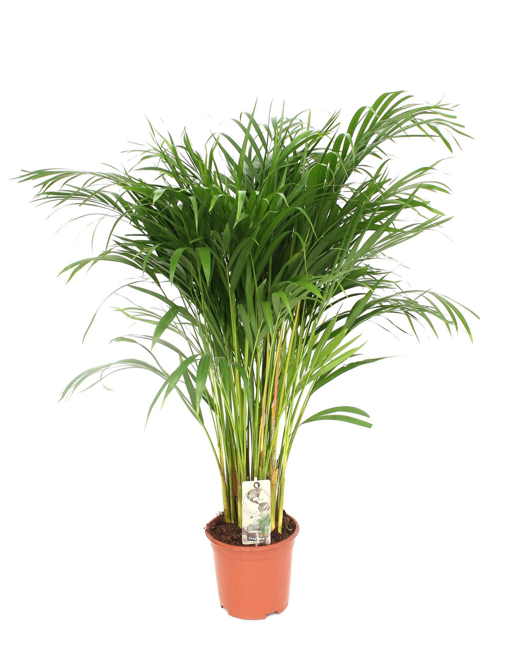 Areca Palm (Dypsis Lutescens) 24cm Pot 120cm Tall Indoor Plant