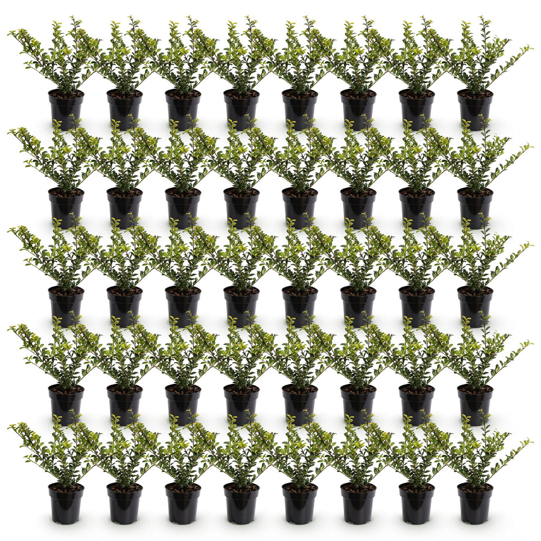 40 Ilex crenata Golden Gem Japanese holly plants in 9cm pots - view 2