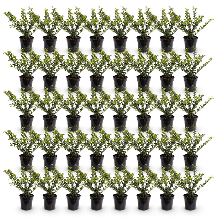 40 Ilex crenata Golden Gem Japanese holly plants in 9cm pots - view 2