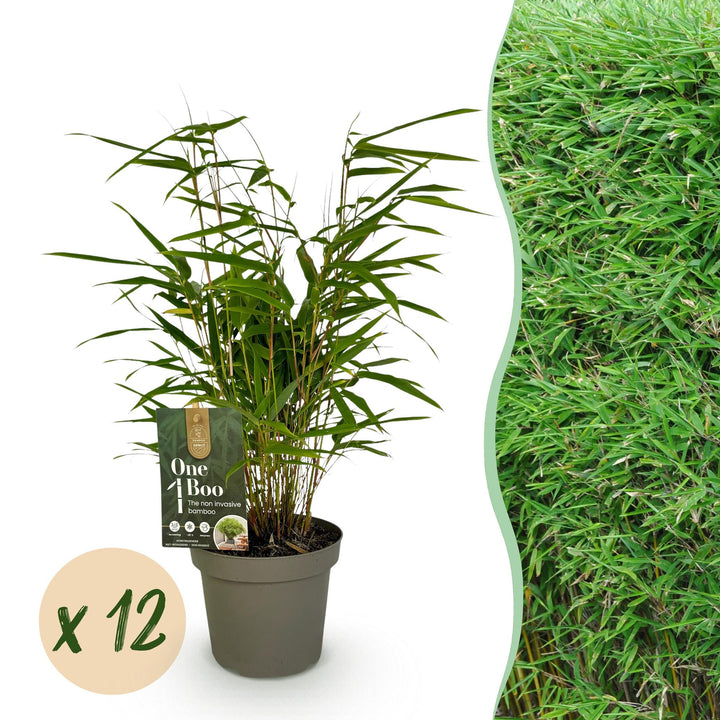 12 Fargesia rufa clumping bamboo plants in 14cm pots