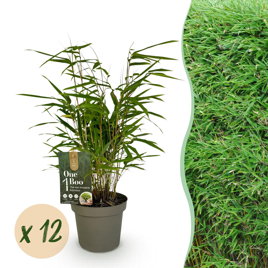12 Fargesia rufa clumping bamboo plants in 14cm pots