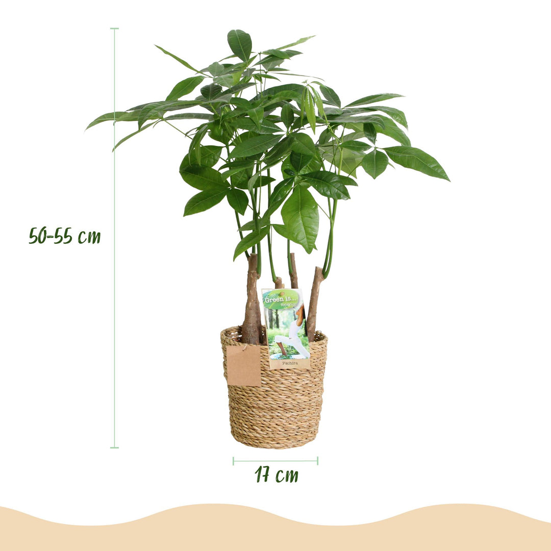Money Tree (Pachira aquatica) - view 3