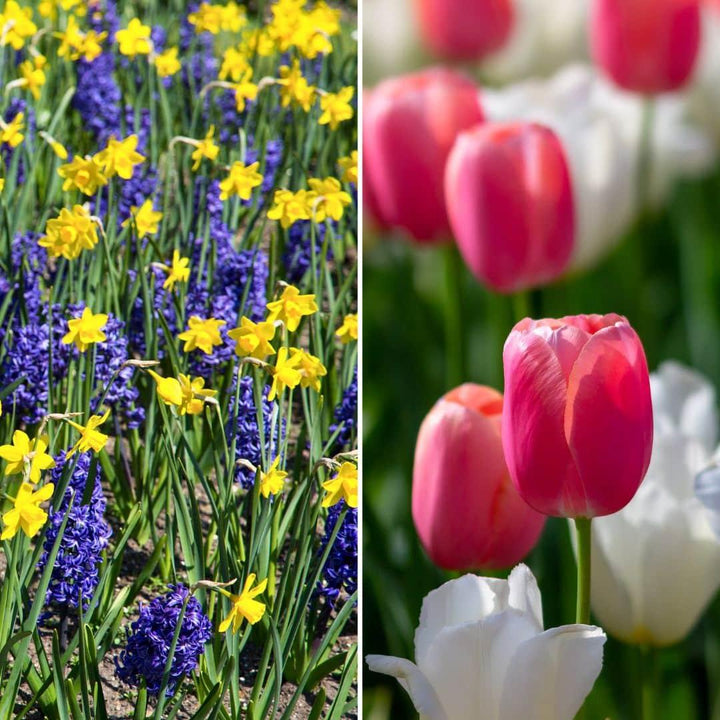 Colorful flowerbulbs mix featuring yellow daffodils, purple hyacinths, and pink tulips by Everspring
