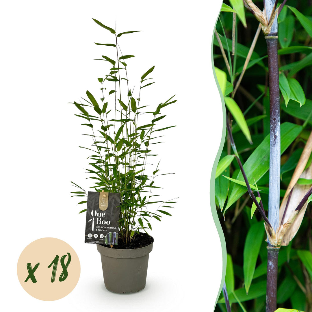 Fargesia Black Dragon clumping bamboo, non-invasive evergreen screening plants in 14cm pots