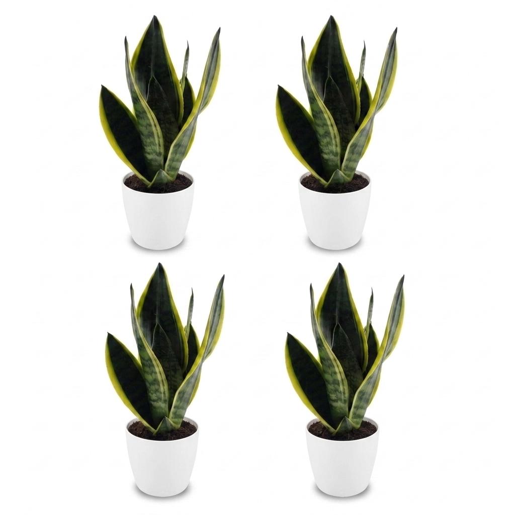 Snake Plant (Sansevieria 'Future Superb') - 4 Plants with White Ceramic Pot - 12cm Pot - 35cm Tall