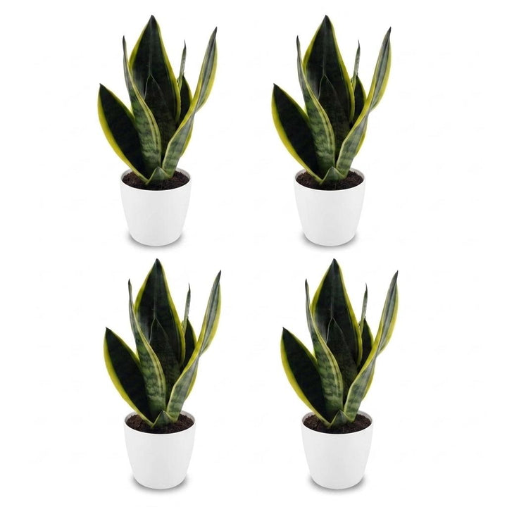 Snake Plant (Sansevieria 'Future Superb') - 4 Plants with White Ceramic Pot - 12cm Pot - 35cm Tall