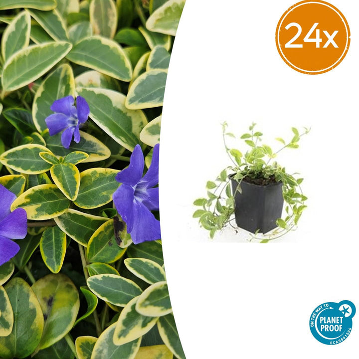 Lesser periwinkle 'Aureovariegata' with purple flowers and variegated green-yellow foliage in black pot, 10-25cm tall