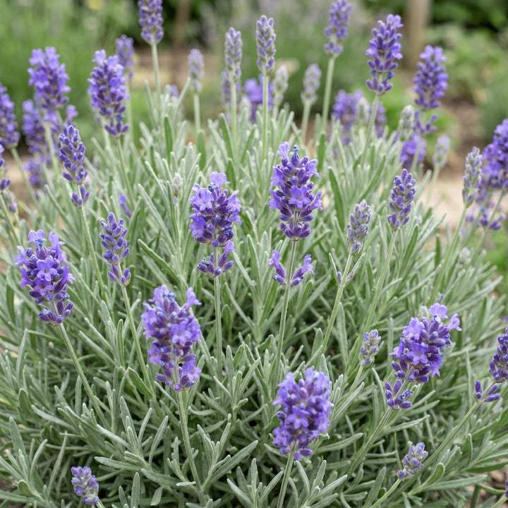 Lavandula angustifolia 'Dwarf Blue' lavender, pack of 24 plants in 11cm pots - view 5