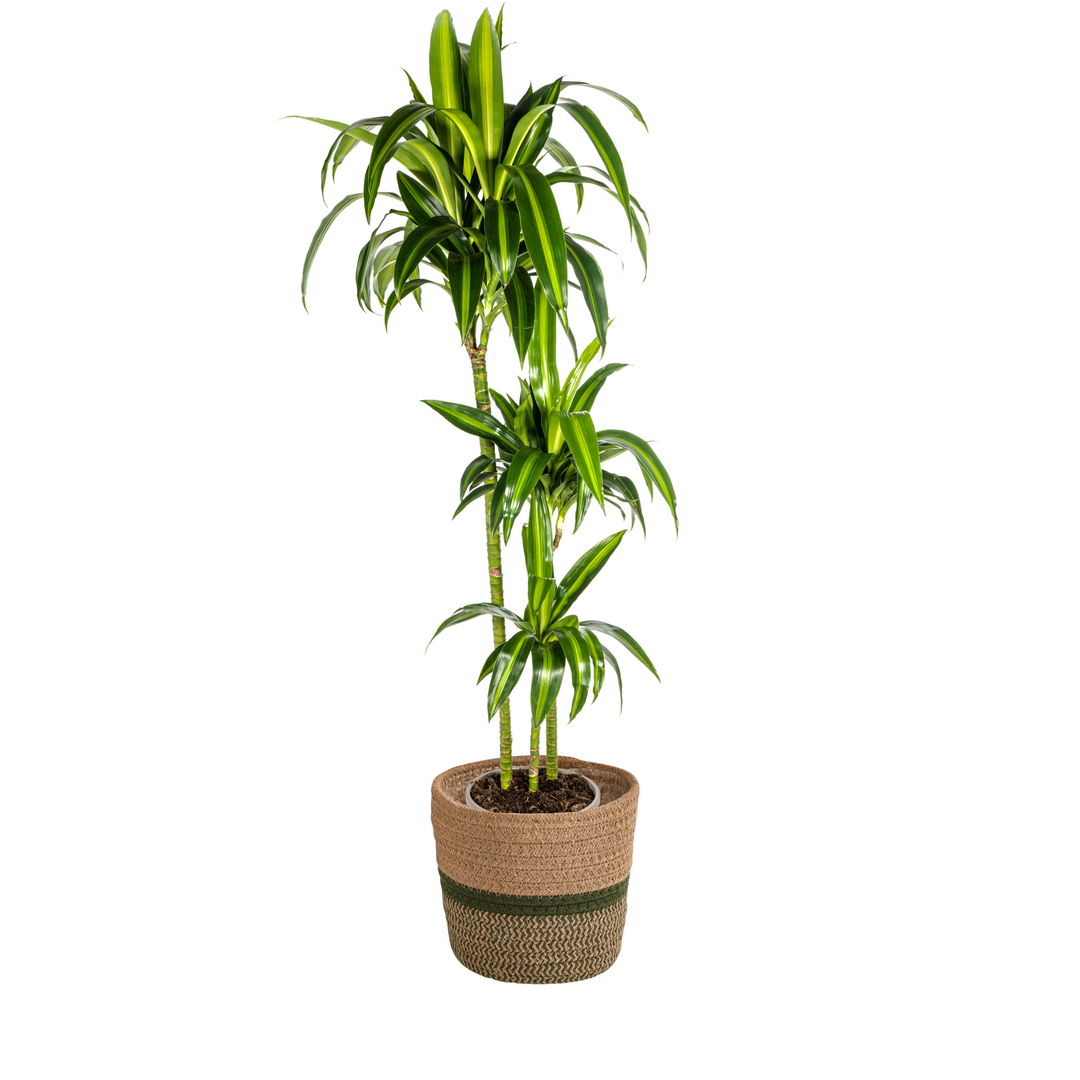 Dracaena Deremensis Hawaiian Sunshine with basket Ø24cm - ↕130 - 150cm
