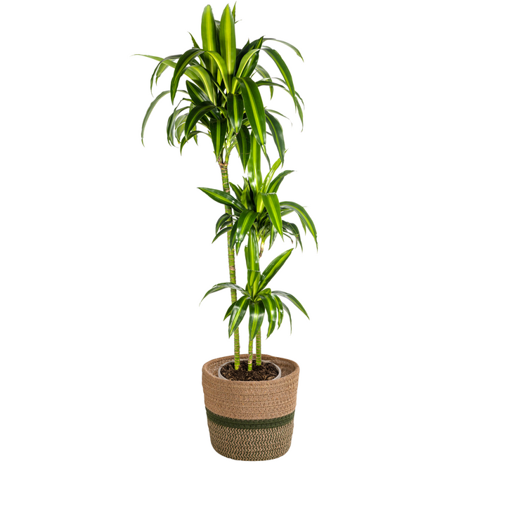 Dracaena Deremensis Hawaiian Sunshine with basket Ø24cm - ↕130 - 150cm