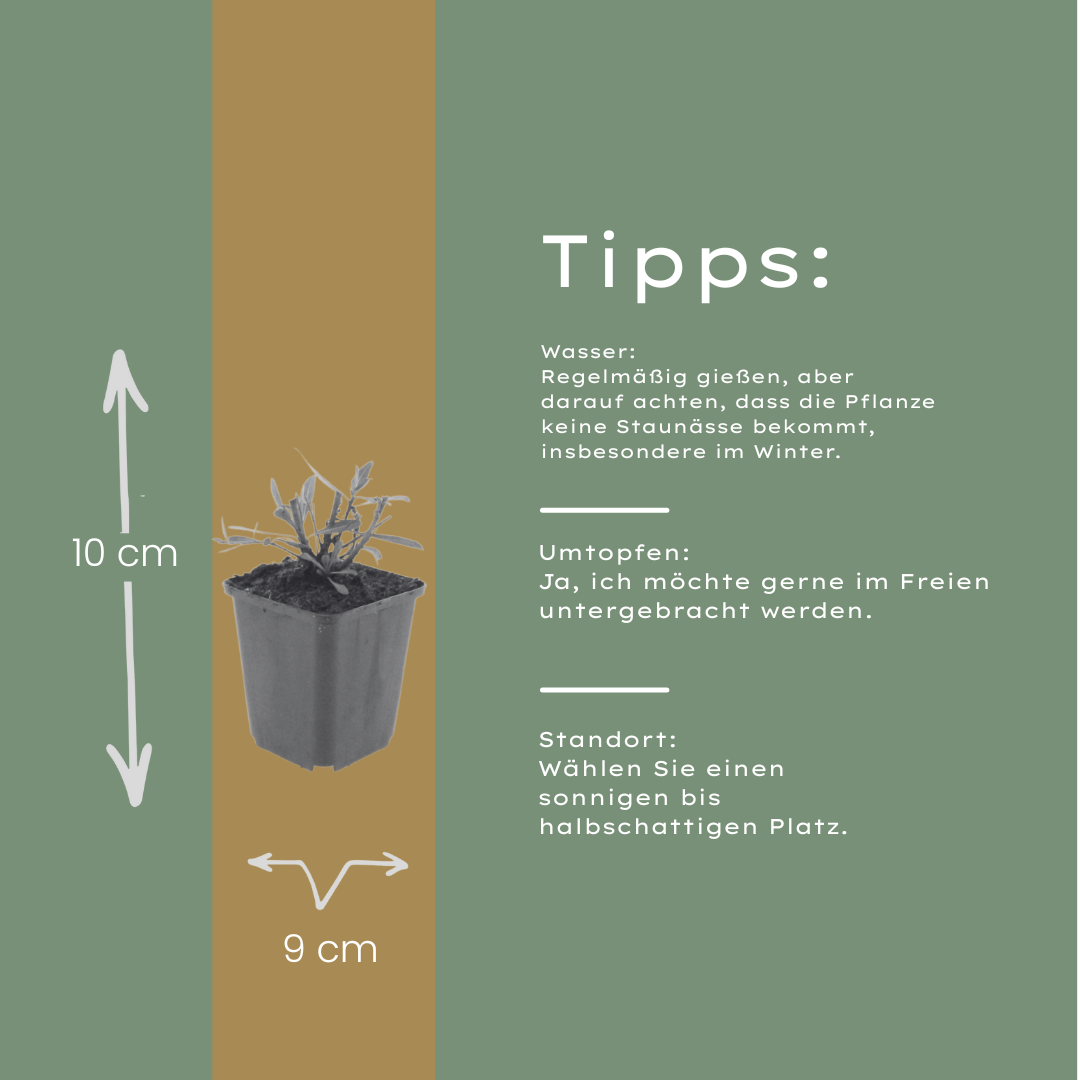 60x Gaura l. 'Whirling Butterflies' - ↕10-25cm - Ø9cm