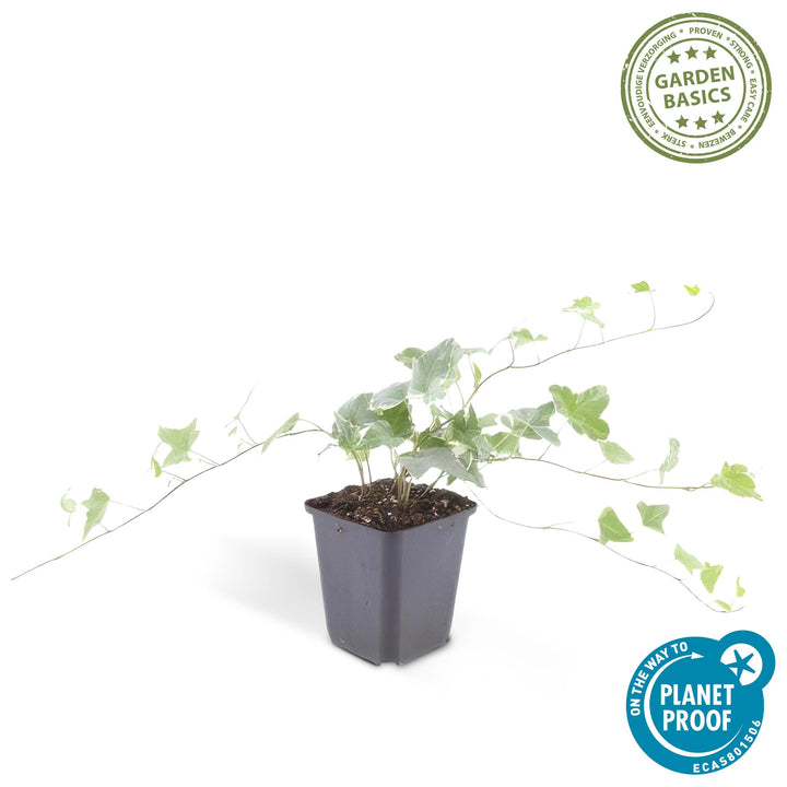 Hedera Helix 'Glacier': Versatile Variegated Ivy for Every Garden – Buy Now!