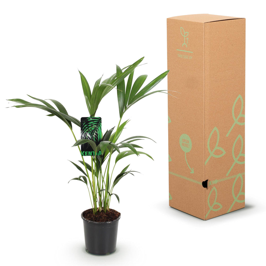 Kentia Palm (Howea forsteriana) - view 6