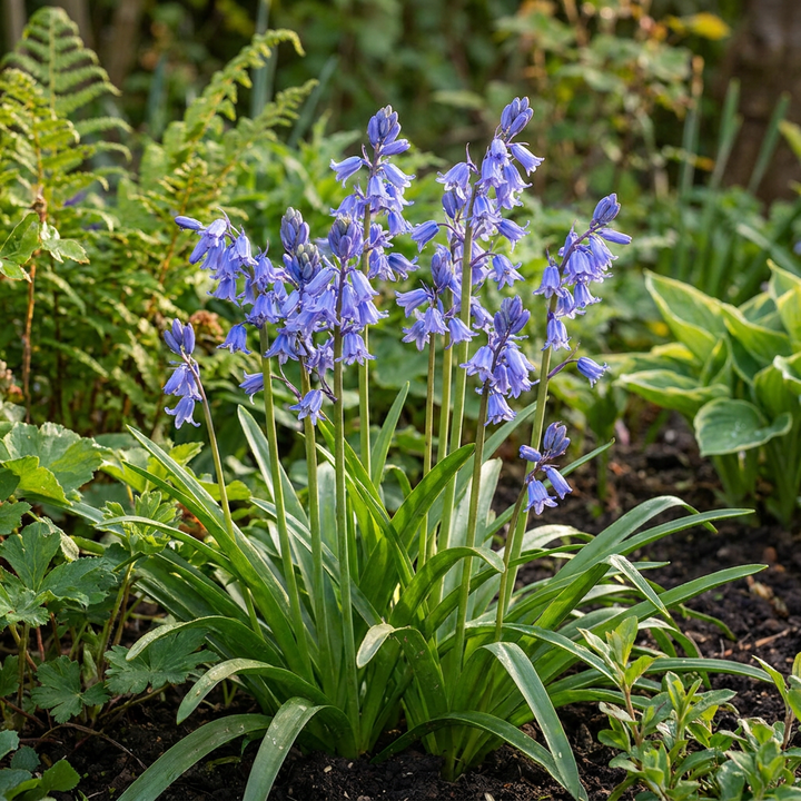 160x Hyacinthoides non-scripta (Native Bluebell) Bulbs - Blue - Naturalising - Size 7/8
