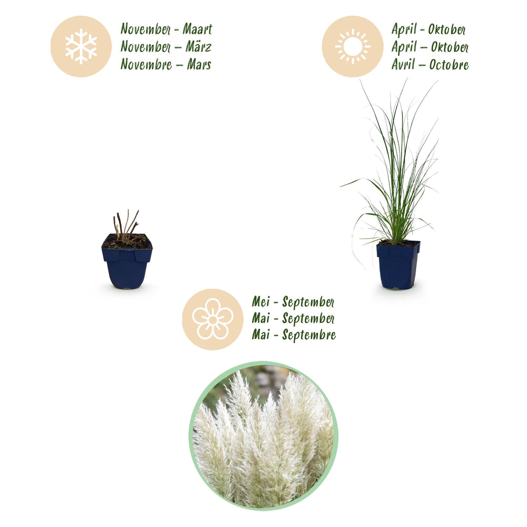 24x Cortaderia selloana Pumila dwarf pampas grass in 11cm pots - view 4
