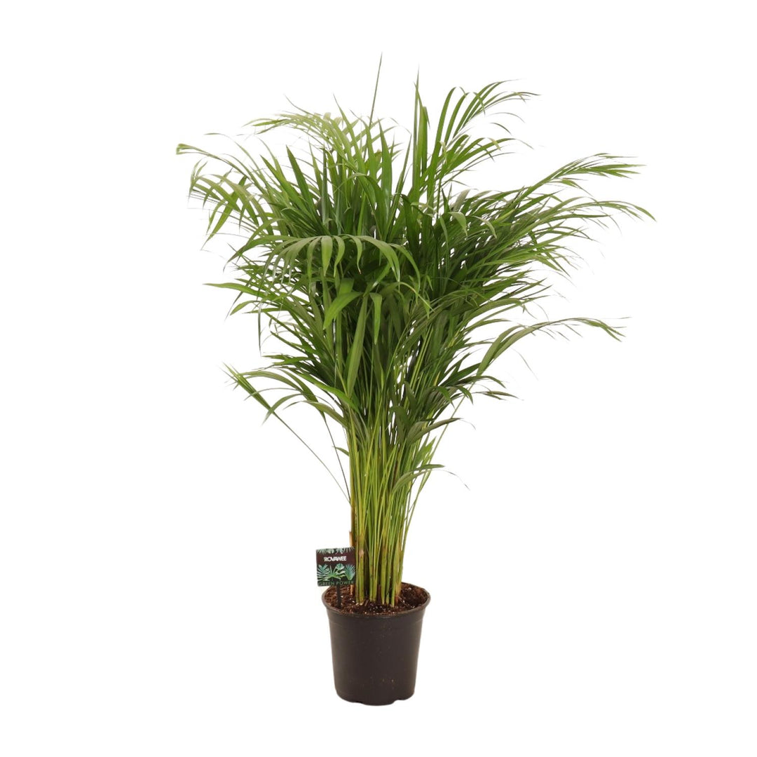 Areca palm with green feathery fronds in black plastic pot, approximately 110cm tall, against white background