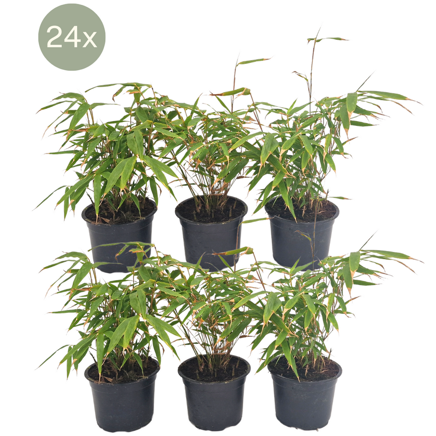 Pack of 24 Fargesia rufa bamboo plants in 13cm pots, 25cm tall
