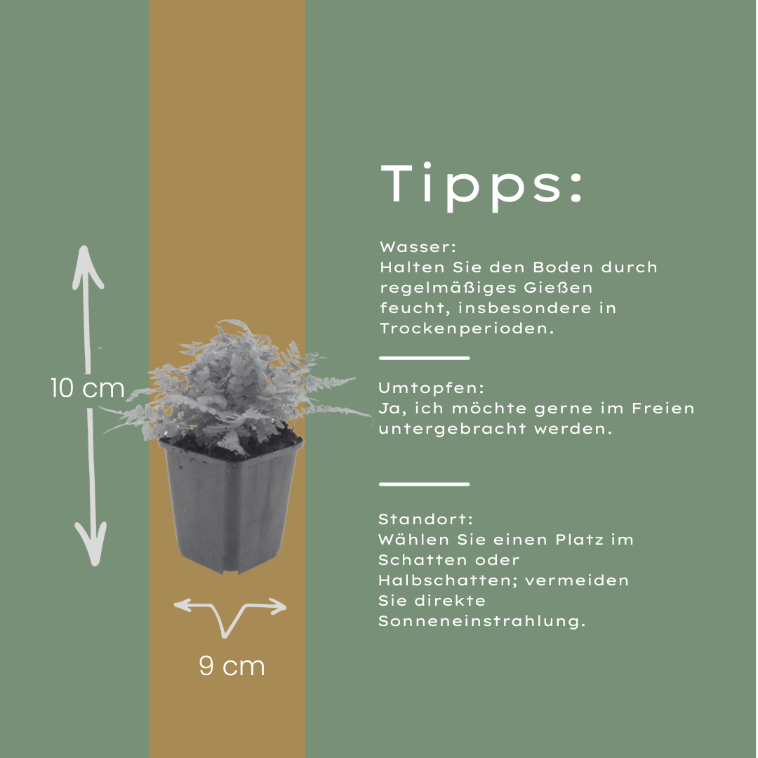 Dryopteris filix-mas Male Fern plants, pack of 24, image 4