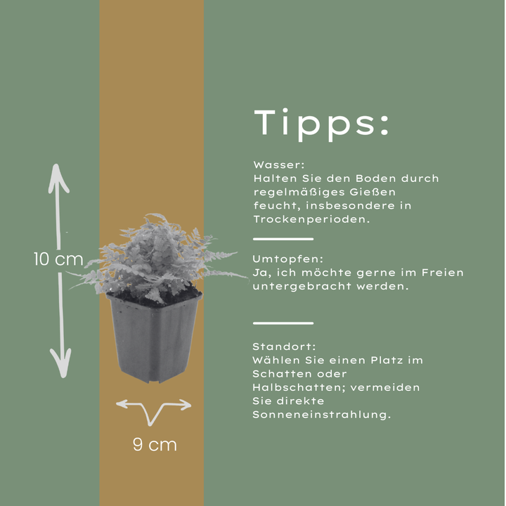 Dryopteris filix-mas Male Fern plants, pack of 24, image 4