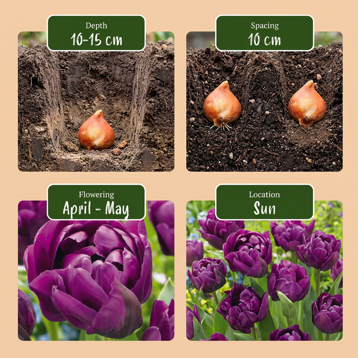 Tulipa Double Lilac bulbs, pack of 96, image 4