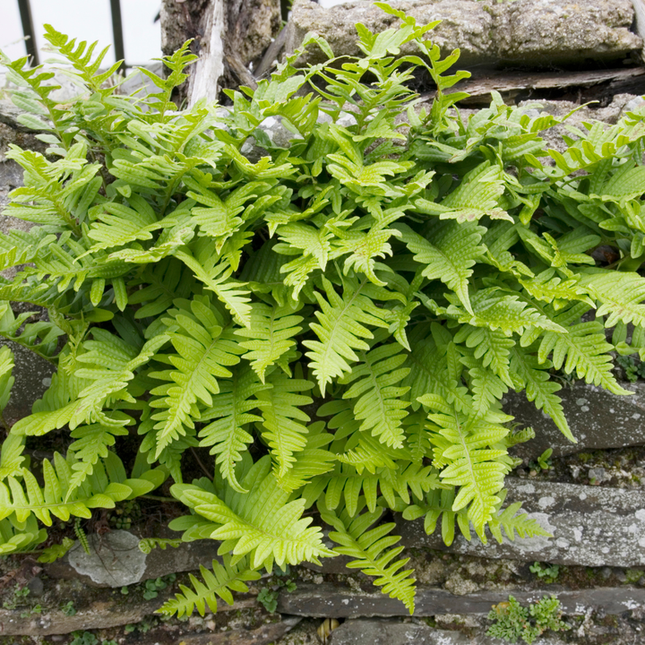 Polypodium vulgare with bright lime-green, deeply divided pinnate fronds cascading over lichen-covered stone wall