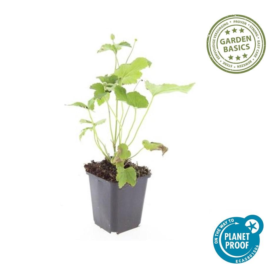 Anemone hybrid 'Honorine Jobert' plant in a 9cm pot, 10-25cm tall, featuring vibrant green foliage.