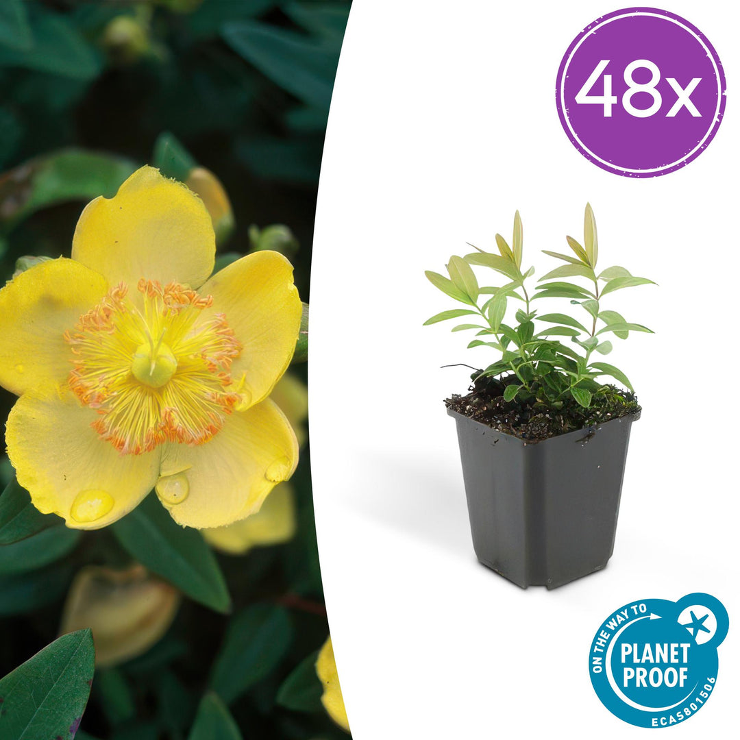 48x Hypericum Calycinum Semi-Evergreen Ground Cover - 10-25cm - Ø9cm