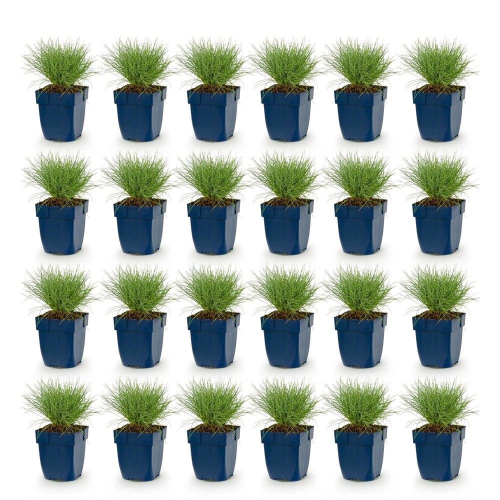 24x Festuca glauca blue fescue grass in 11cm pots - view 2