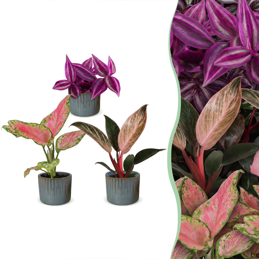 Baby Paradise Mix tropical houseplants, pack of 3 in Ø6cm pots
