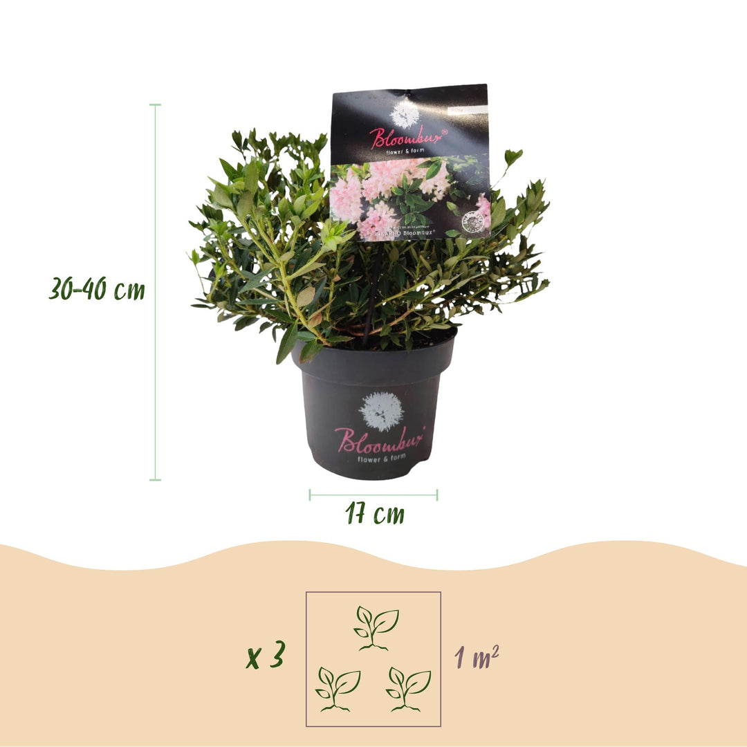 6 Rhododendron Bloombux Light Pink plants in 17cm pots, 30-40cm tall - view 3