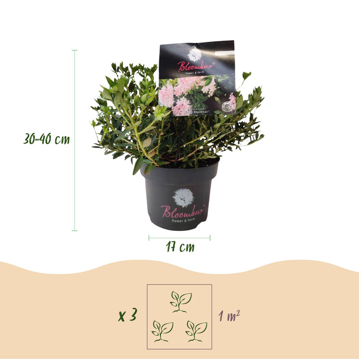 6 Rhododendron Bloombux Light Pink plants in 17cm pots, 30-40cm tall - view 3