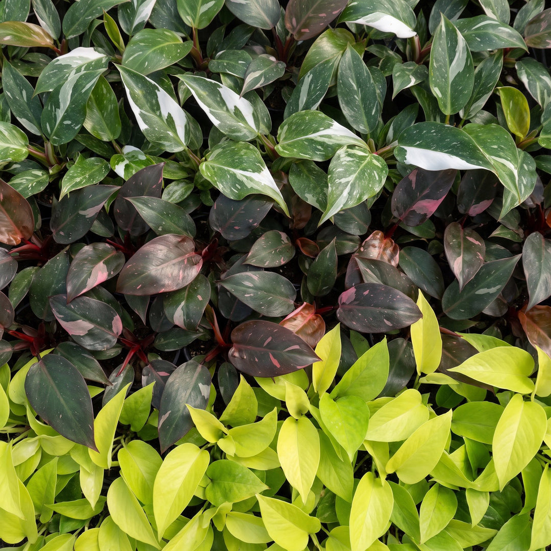 Baby Philodendron Tricolour trio, pack of 3 indoor plants, image 4
