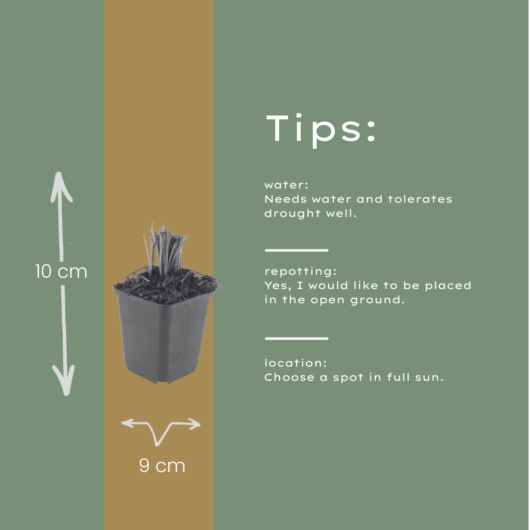 6x Liatris spicata - ↕10-25cm - Ø9cm full-plant overview, healthy foliage and strong roots