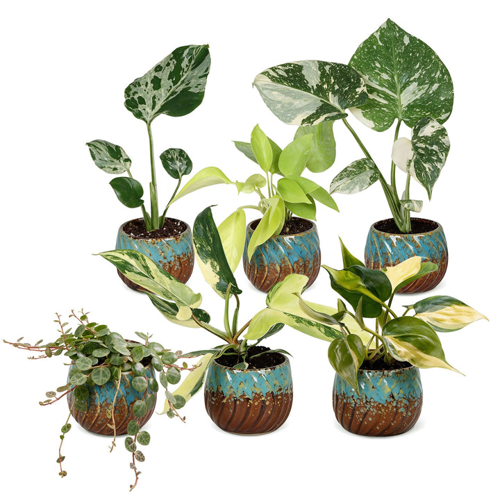 Baby Tropical Mix houseplants, pack of 6, image 2