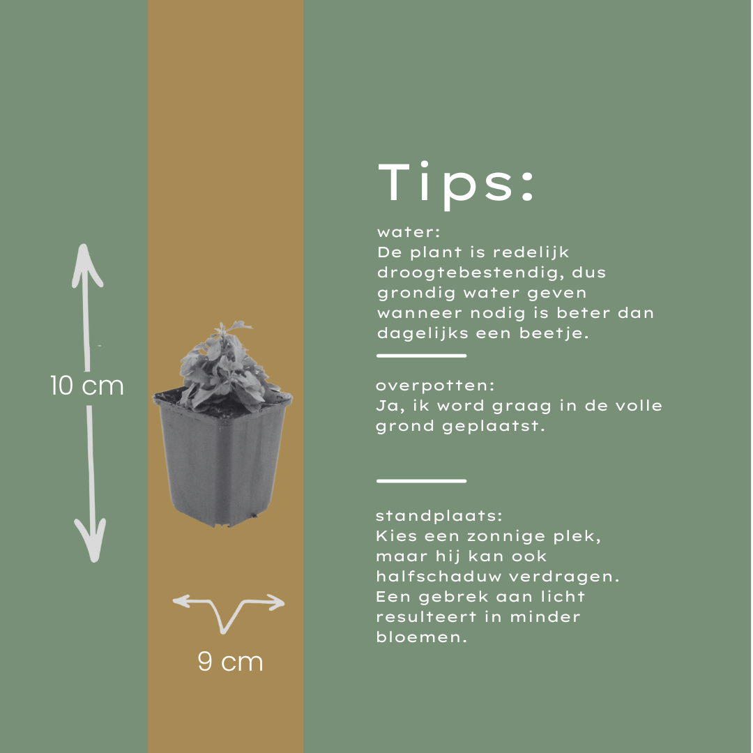 48x Erigeron karvinskianus - ↕10-25cm - Ø9cm