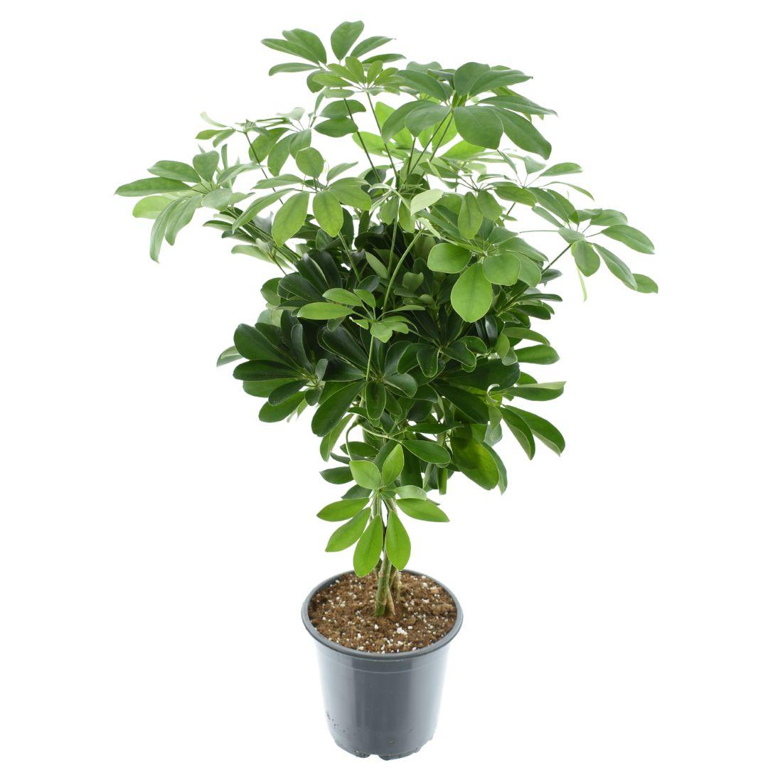 Schefflera Compacta Nora with dense green palmately-lobed leaflets, upright branching habit, in grey plastic pot with…