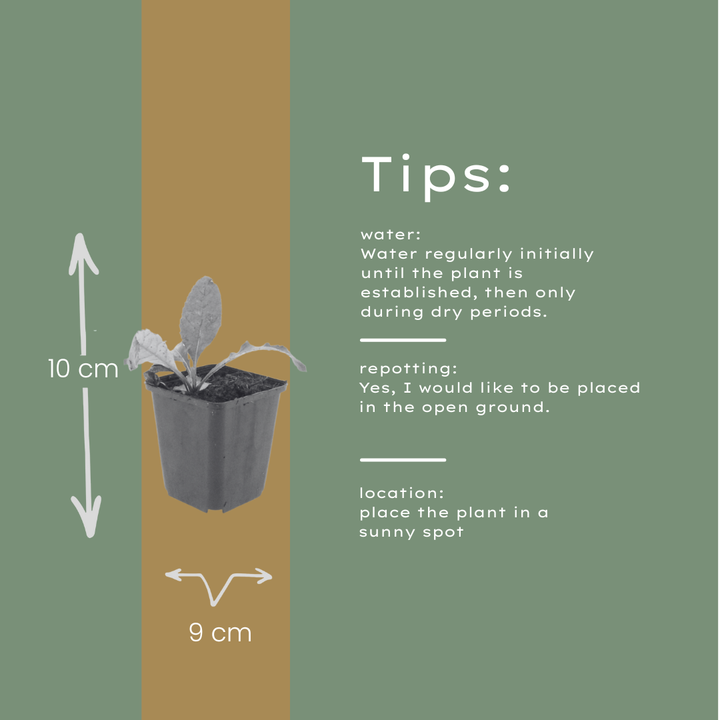 60x Echinops ritro - ↕10-25cm - Ø9cm