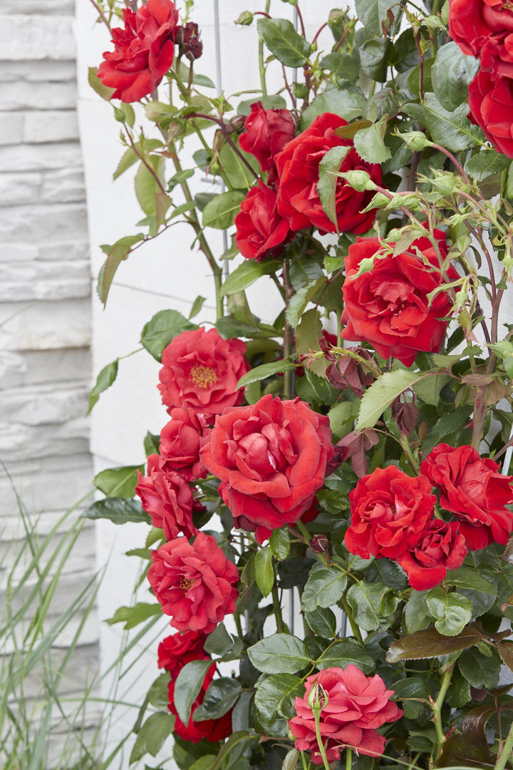 3x Rosa Crazy in Love Red - Fragrant Climbing Rose - Ø15cm - ↕65cm