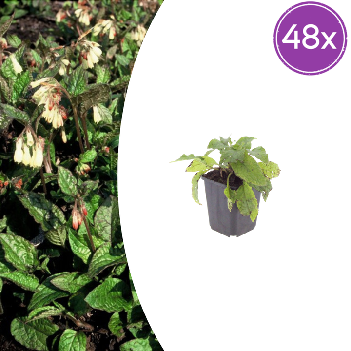 48x Symphytum grandiflorum - ↕10-25cm - Ø9cm