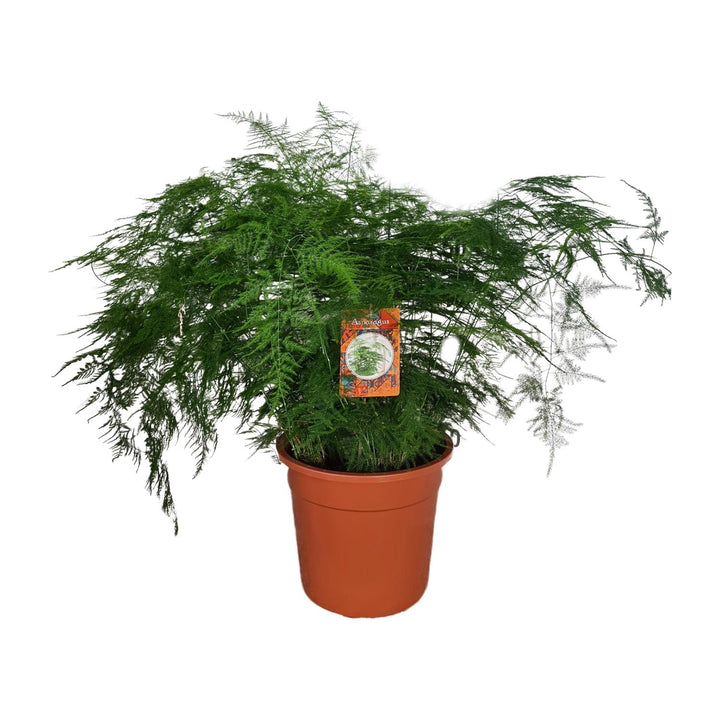 Asparagus Setaceus: Elegant, Air-Purifying Asparagus Fern – Your Easy-Care Indoor Oasis Awaits!