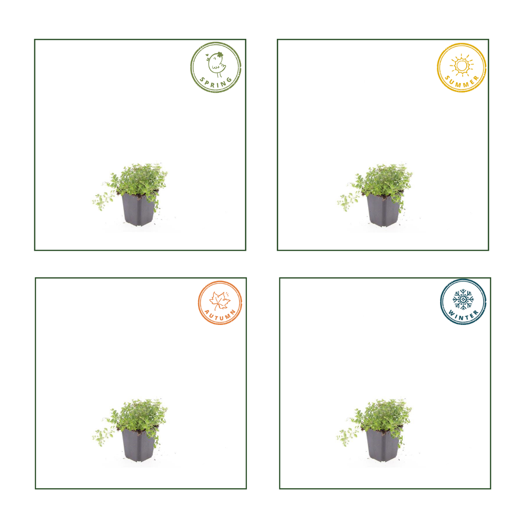 60x Thymus Serpyllum - Purple Creeping Thyme - 9cm Pot - 10-25cm