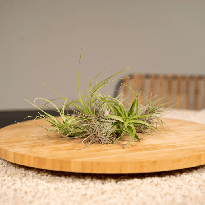 Healthy foliage and strong roots close-up of Everspring - Tillandsia Air mix - 20 pieces - 6 cm - ø6