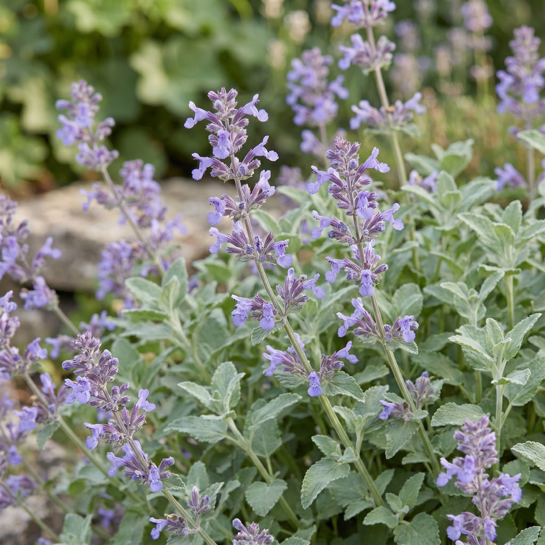 Pack of 24 Nepeta x faassenii catmint plants in 11cm pots - view 5