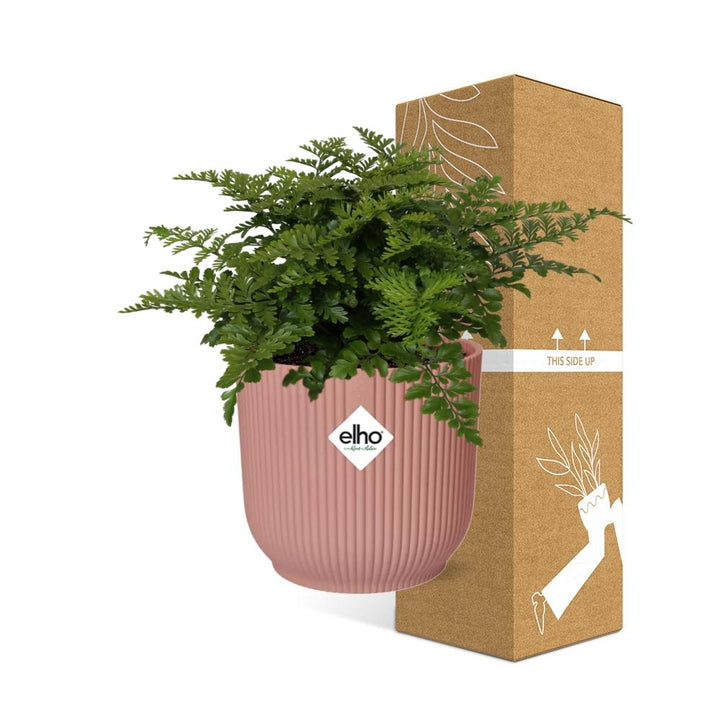 Crested Bird's Nest Fern (Asplenium 'Parvati') in a pink ELHO Vibes pot, view 10