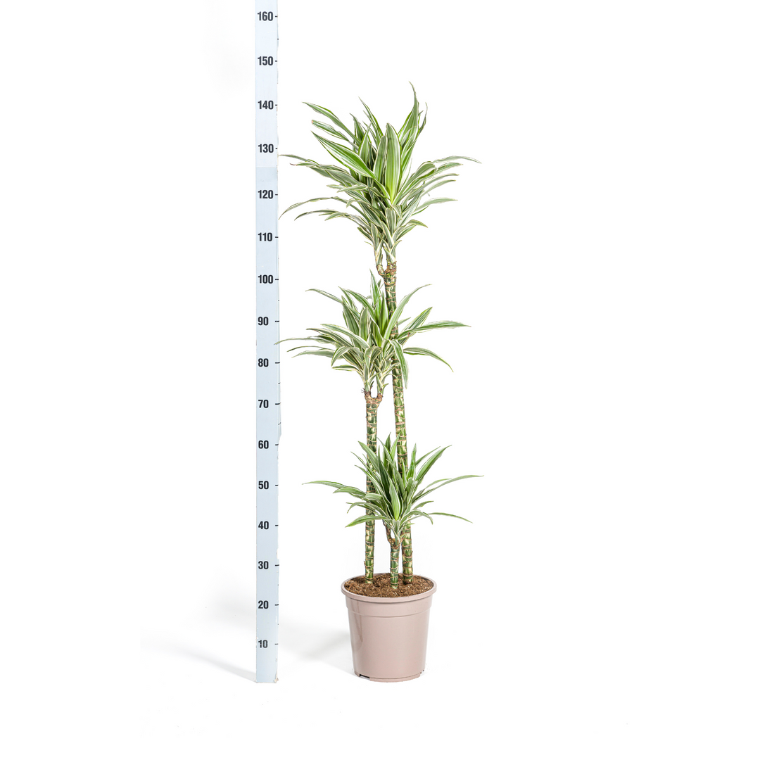 Dracaena Deremensis White Stripe with basket Ø24cm - ↕130 - 150cm