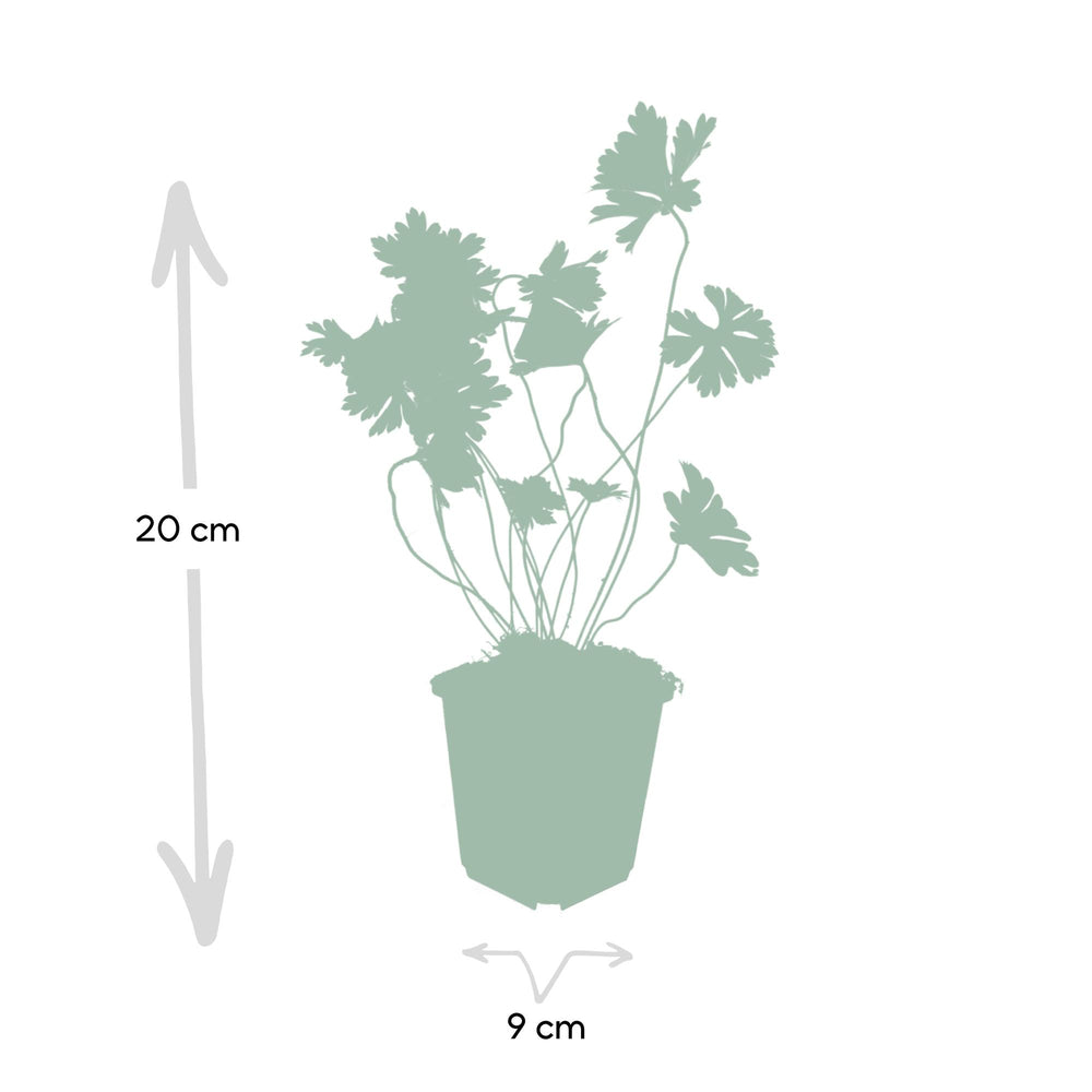 24 Lilac Geranium Rozanne plants in 9cm pots, hardy perennials for cottage gardens, by Everspring