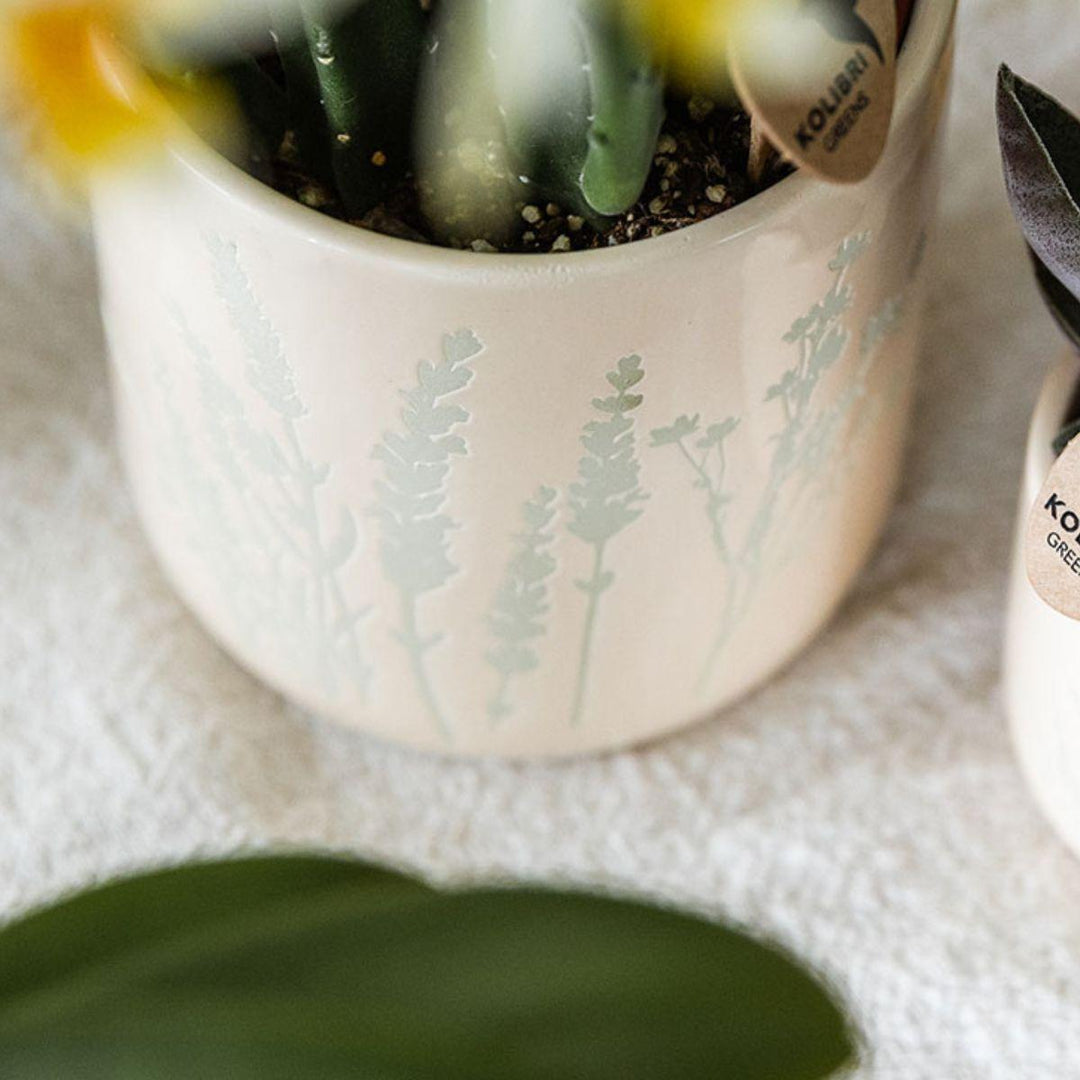 Gele orchidee in lichtblauwe sierpot met bloemenmotief, potmaat Ø9cm, van Everspring.