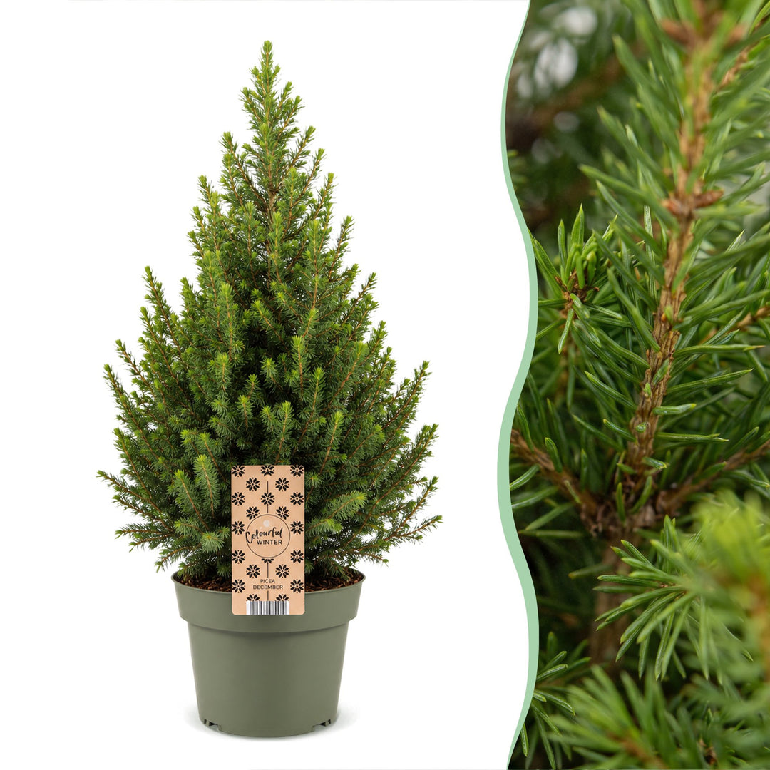 Picea glauca Conica Dwarf Alberta Spruce Christmas tree in Ø19cm pot